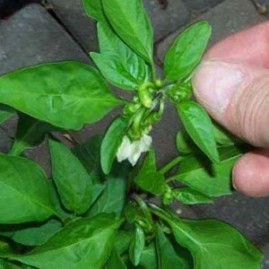 Warum fallen Paprika in ein Gewächshaus und was tun, um Ihre Ernte zu retten?