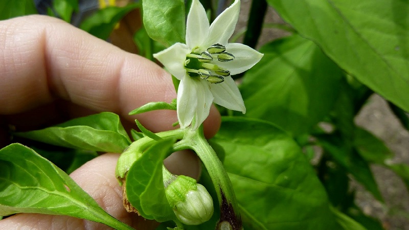 Warum fallen Paprika in ein Gewächshaus und was tun, um Ihre Ernte zu retten?