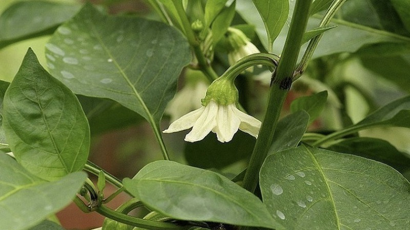 Warum fallen Paprika in ein Gewächshaus und was tun, um Ihre Ernte zu retten?