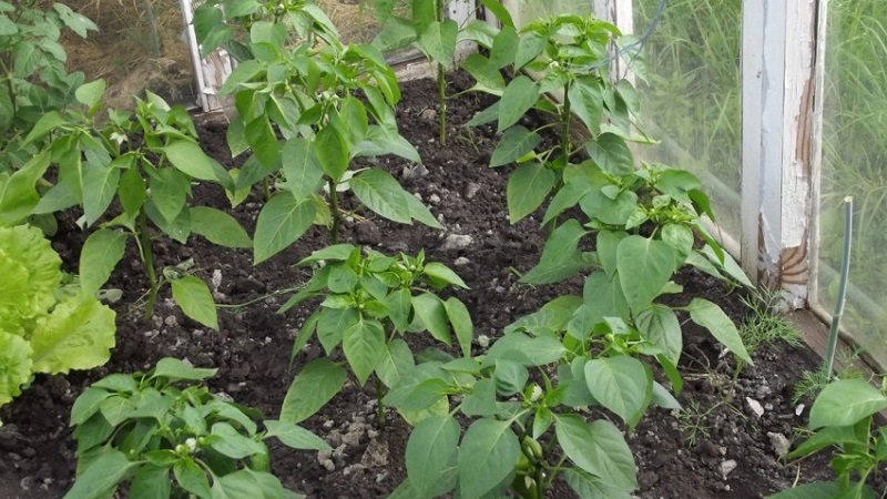 Warum fallen Paprika in ein Gewächshaus und was tun, um Ihre Ernte zu retten?