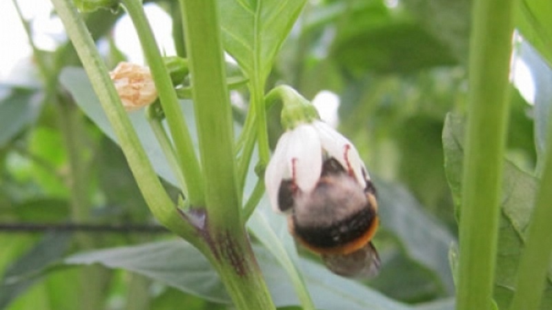 Warum fallen Paprika in ein Gewächshaus und was tun, um Ihre Ernte zu retten?