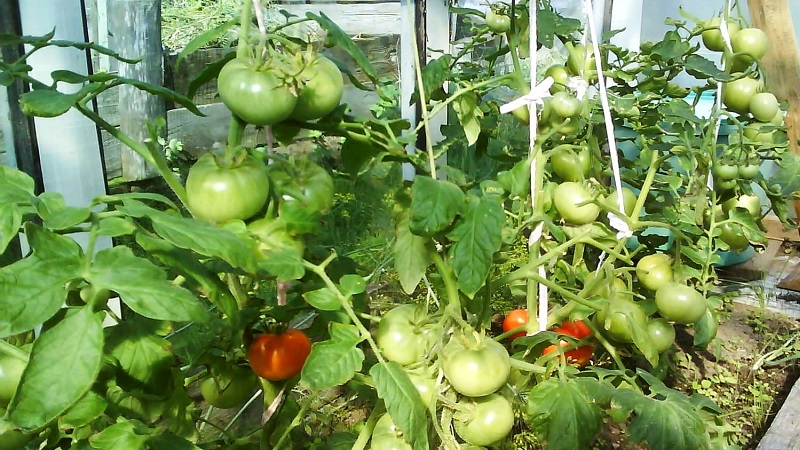 Warum grüne Tomaten ins Gewächshaus fallen: Wir ermitteln schnell die Ursache und bekämpfen sie effektiv