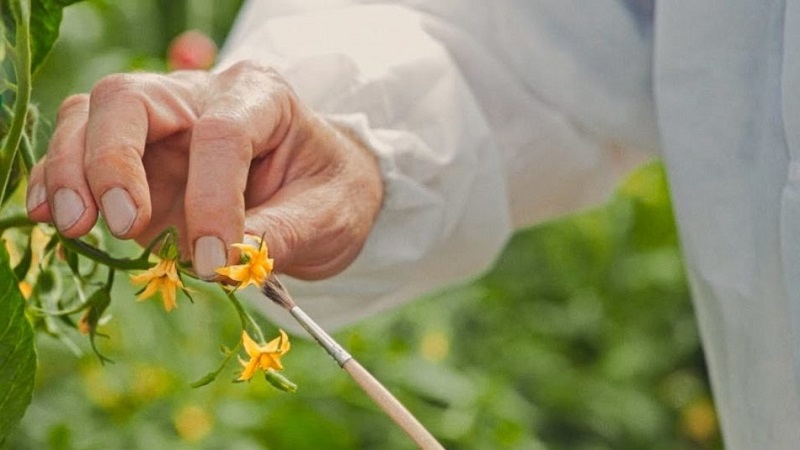 Warum grüne Tomaten ins Gewächshaus fallen: Wir ermitteln schnell die Ursache und bekämpfen sie effektiv