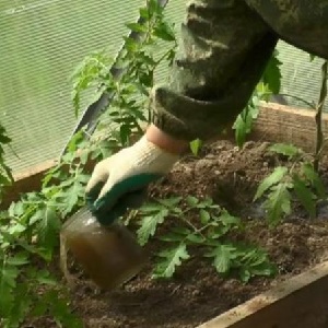 Warum grüne Tomaten ins Gewächshaus fallen: Wir ermitteln schnell die Ursache und bekämpfen sie effektiv