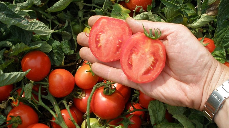 Warum grüne Tomaten ins Gewächshaus fallen: Wir ermitteln schnell die Ursache und bekämpfen sie effektiv