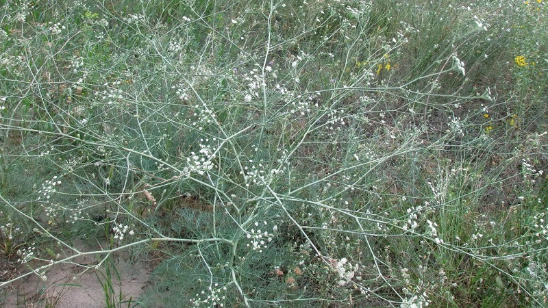 Warum erscheint weiße Blüte auf Dill und wie geht man damit um?