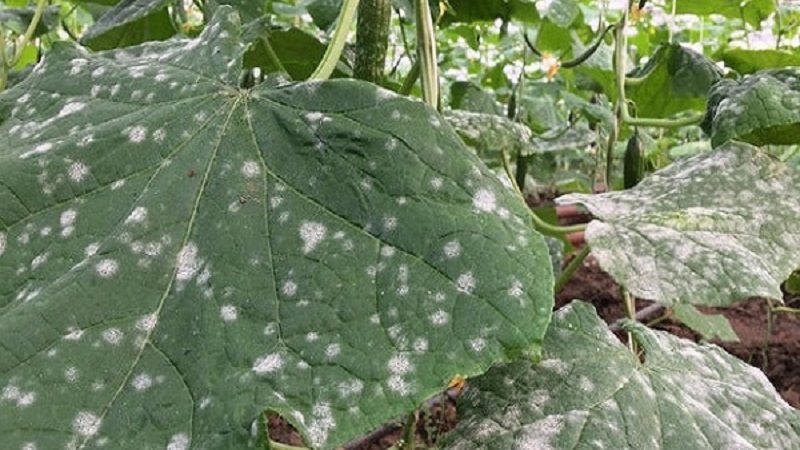 Warum weiße Flecken auf Gurkenblättern erscheinen und was zu tun ist, um die Ernte zu retten