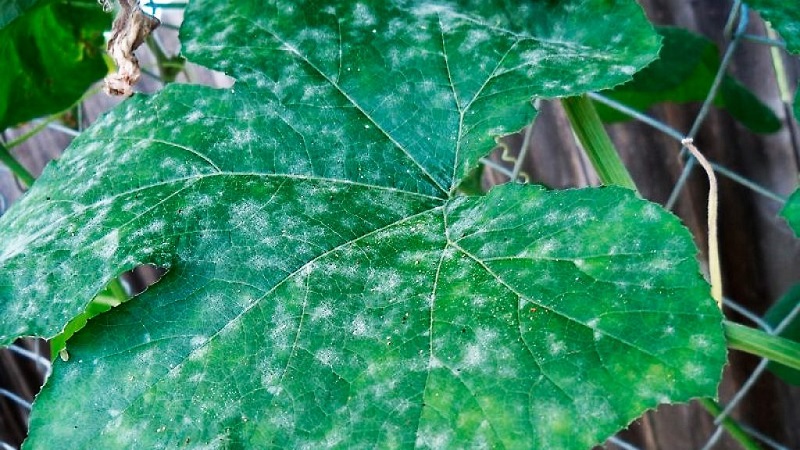 Warum weiße Flecken auf Gurkenblättern erscheinen und was zu tun ist, um die Ernte zu retten