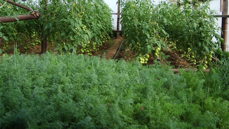 Schritt-für-Schritt-Anleitung für den Anbau von Dill in einem Gewächshaus das ganze Jahr über