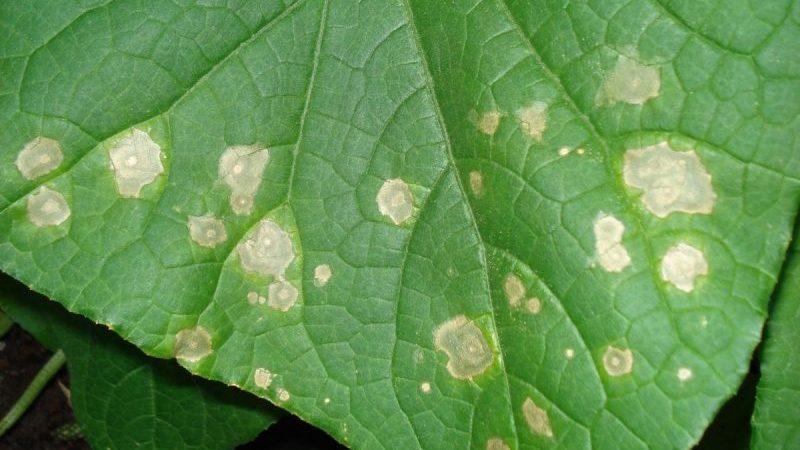 Auf den Blättern der Gurken traten gelbe Flecken auf: Was tun, um die Ernte zu retten?