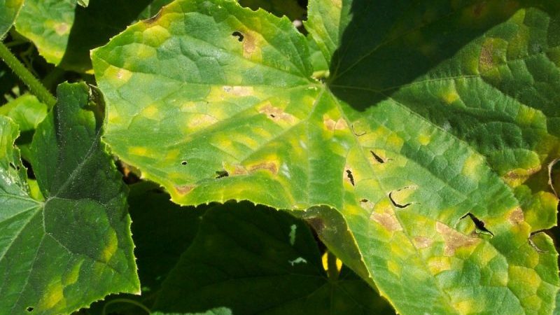 Auf den Blättern der Gurken traten gelbe Flecken auf: Was tun, um die Ernte zu retten?