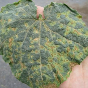 Auf den Blättern der Gurken traten gelbe Flecken auf: Was tun, um die Ernte zu retten?