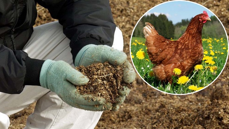 Wie und was Johannisbeeren im Juni füttern sollen: die besten Düngemittel und die Regeln für ihre Einführung