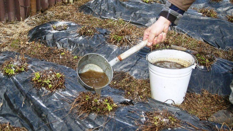 Regeln für die Fütterung von Gurken mit Hühnerkot auf freiem Feld und im Gewächshaus