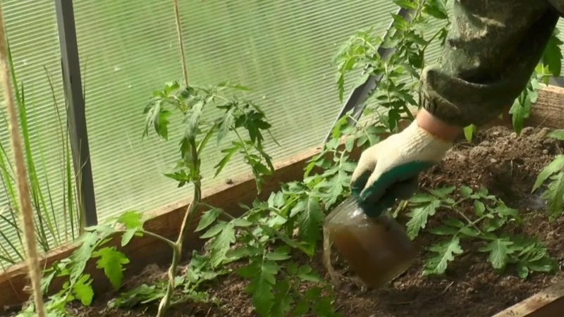 Regeln für die Fütterung von Tomaten in einem Gewächshaus: Welche Düngemittel und wann verwenden, um eine reiche Ernte zu erzielen?