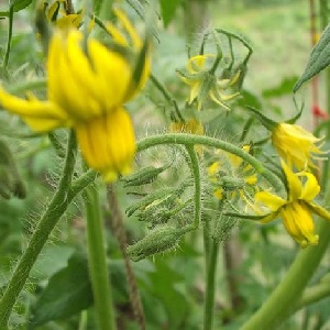 Regeln für die Fütterung von Tomaten in einem Gewächshaus: Welche Düngemittel und wann verwenden, um eine reiche Ernte zu erzielen?