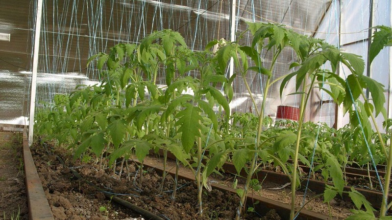 Regeln für die Fütterung von Tomaten in einem Gewächshaus: Welche Düngemittel und wann verwenden, um eine reiche Ernte zu erzielen?