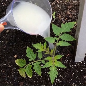 Regeln für die Fütterung von Tomaten in einem Gewächshaus: Welche Düngemittel und wann verwenden, um eine reiche Ernte zu erzielen?