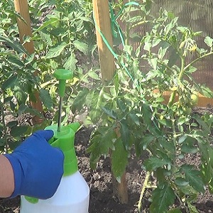 Regeln für die Fütterung von Tomaten in einem Gewächshaus: Welche Düngemittel und wann verwenden, um eine reiche Ernte zu erzielen?