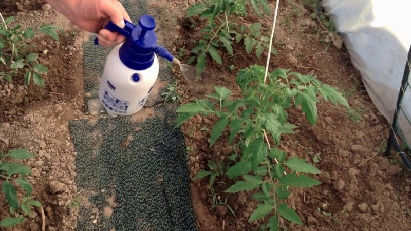 Regeln für die Fütterung von Tomaten in einem Gewächshaus: Welche Düngemittel und wann verwenden, um eine reiche Ernte zu erzielen?