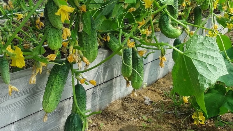 Bei welcher Nachttemperatur wachsen Gurken auf freiem Feld und im Gewächshaus?