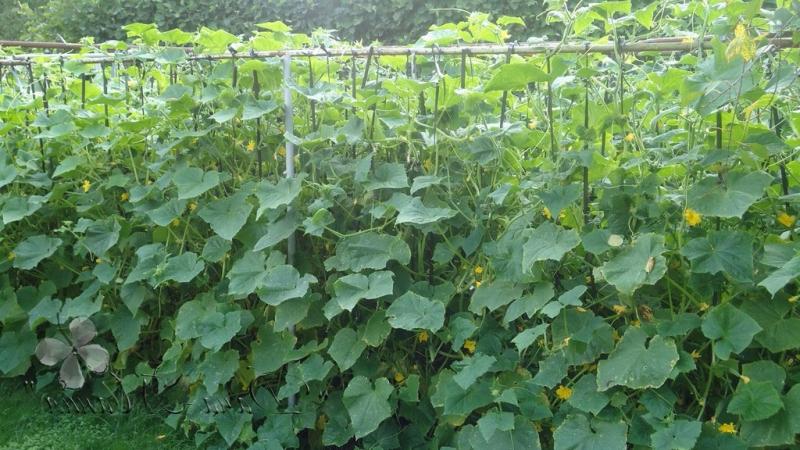 Bei welcher Nachttemperatur wachsen Gurken auf freiem Feld und im Gewächshaus?