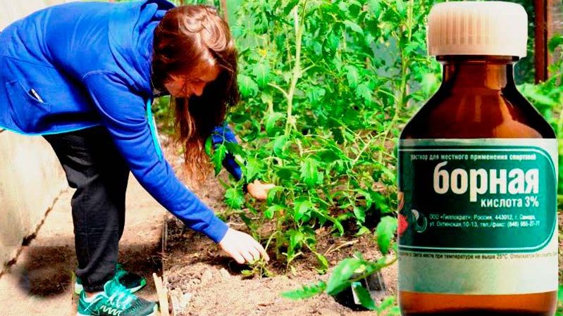 Verwendung von Borsäure für Pflanzen: Tomaten, Gurken, Paprika und andere Pflanzen