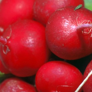 Celeste Radish Hybrid Care für leckere große Früchte