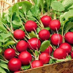 Celeste Radish Hybrid Care für leckere große Früchte