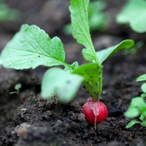 Celeste Radish Hybrid Care für leckere große Früchte