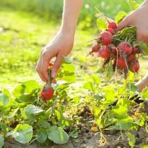 Celeste Radish Hybrid Care für leckere große Früchte