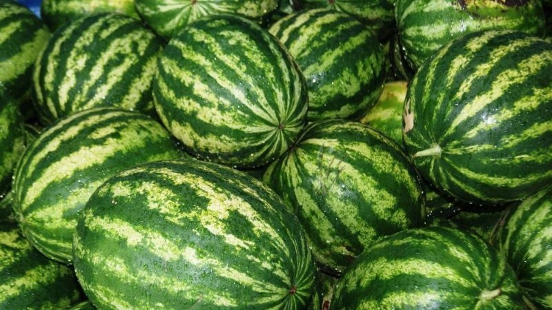 Sollten Sie Wassermelonensamen kaufen? Produzent: Ein Überblick über die Vielfalt der amerikanischen Züchter, ihre Vor- und Nachteile