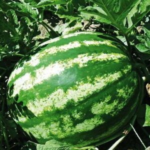 Sollten Sie Wassermelonensamen kaufen? Produzent: Ein Überblick über die Vielfalt der amerikanischen Züchter, ihre Vor- und Nachteile