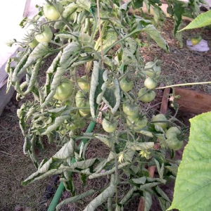 Was tun, wenn sich Tomatenblätter in einem Gewächshaus kräuseln?