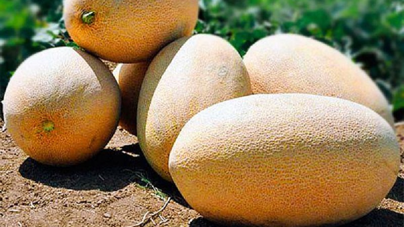 Süße und duftende usbekische Melone Gulyabi: wie man sie auswählt und wie man sie selbst anbaut