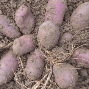 Hochertragreiche lila Kartoffelsorte Cornflower von einheimischen Züchtern