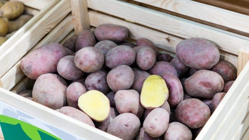 Hochertragreiche lila Kartoffelsorte Cornflower von einheimischen Züchtern