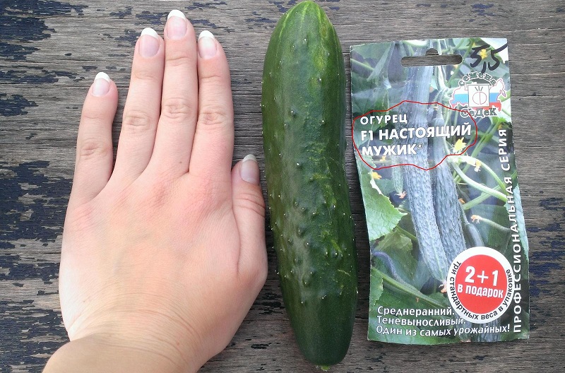 Mid-Early-Gurkenhybride Ein echter Mann mit starken, starken Büschen und großen Früchten