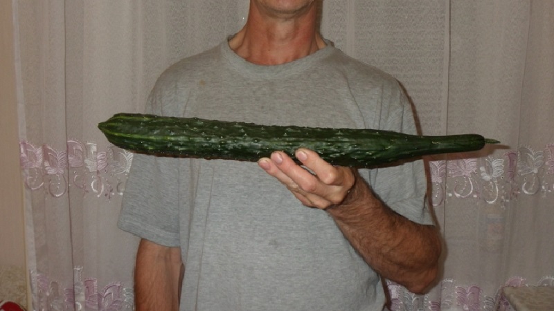 Mid-Early-Gurkenhybride Ein echter Mann mit starken, starken Büschen und großen Früchten