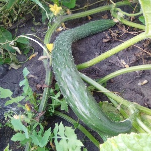 Mid-Early-Gurkenhybride Ein echter Mann mit starken, starken Büschen und großen Früchten