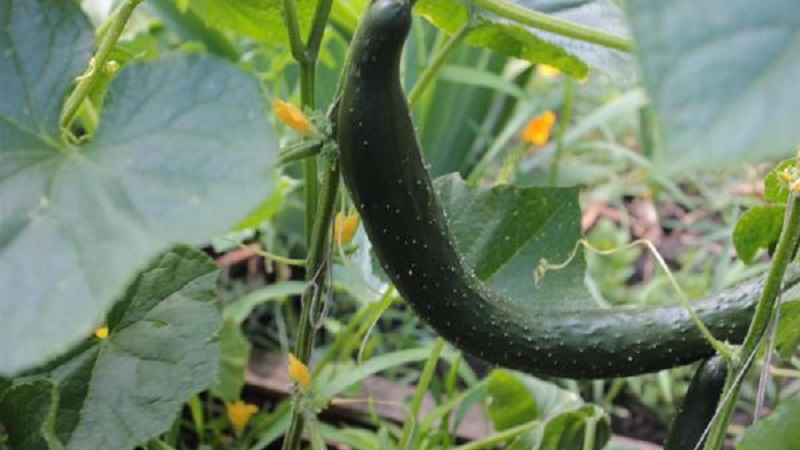 Mid-Early-Gurkenhybride Ein echter Mann mit starken, starken Büschen und großen Früchten