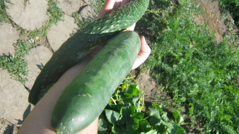 Mid-Early-Gurkenhybride Ein echter Mann mit starken, starken Büschen und großen Früchten