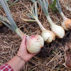 Zwiebeln ernten und lagern: wenn es Zeit ist, aus dem Garten zu graben