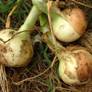 Zwiebeln ernten und lagern: wenn es Zeit ist, aus dem Garten zu graben