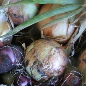 Zwiebeln ernten und lagern: wenn es Zeit ist, aus dem Garten zu graben