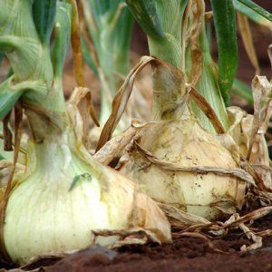 Zwiebeln ernten und lagern: wenn es Zeit ist, aus dem Garten zu graben