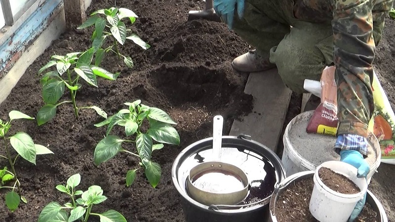 Pflege und Anbau von Paprika im Gewächshaus: Schritt-für-Schritt-Anleitung für unerfahrene Gärtner