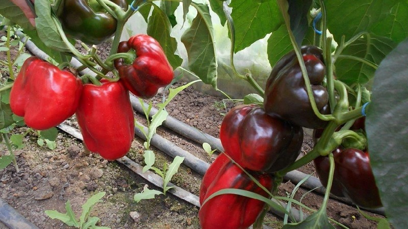 Pflege und Anbau von Paprika im Gewächshaus: Schritt-für-Schritt-Anleitung für unerfahrene Gärtner