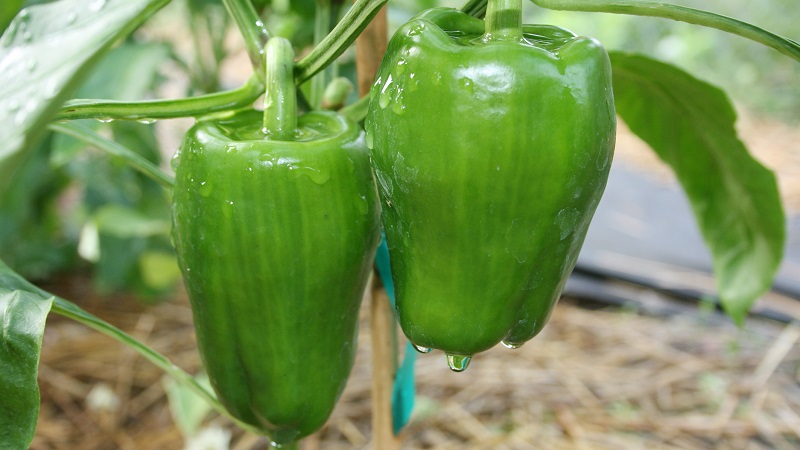 Pflege und Anbau von Paprika im Gewächshaus: Schritt-für-Schritt-Anleitung für unerfahrene Gärtner