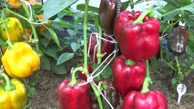 Pflege und Anbau von Paprika im Gewächshaus: Schritt-für-Schritt-Anleitung für unerfahrene Gärtner